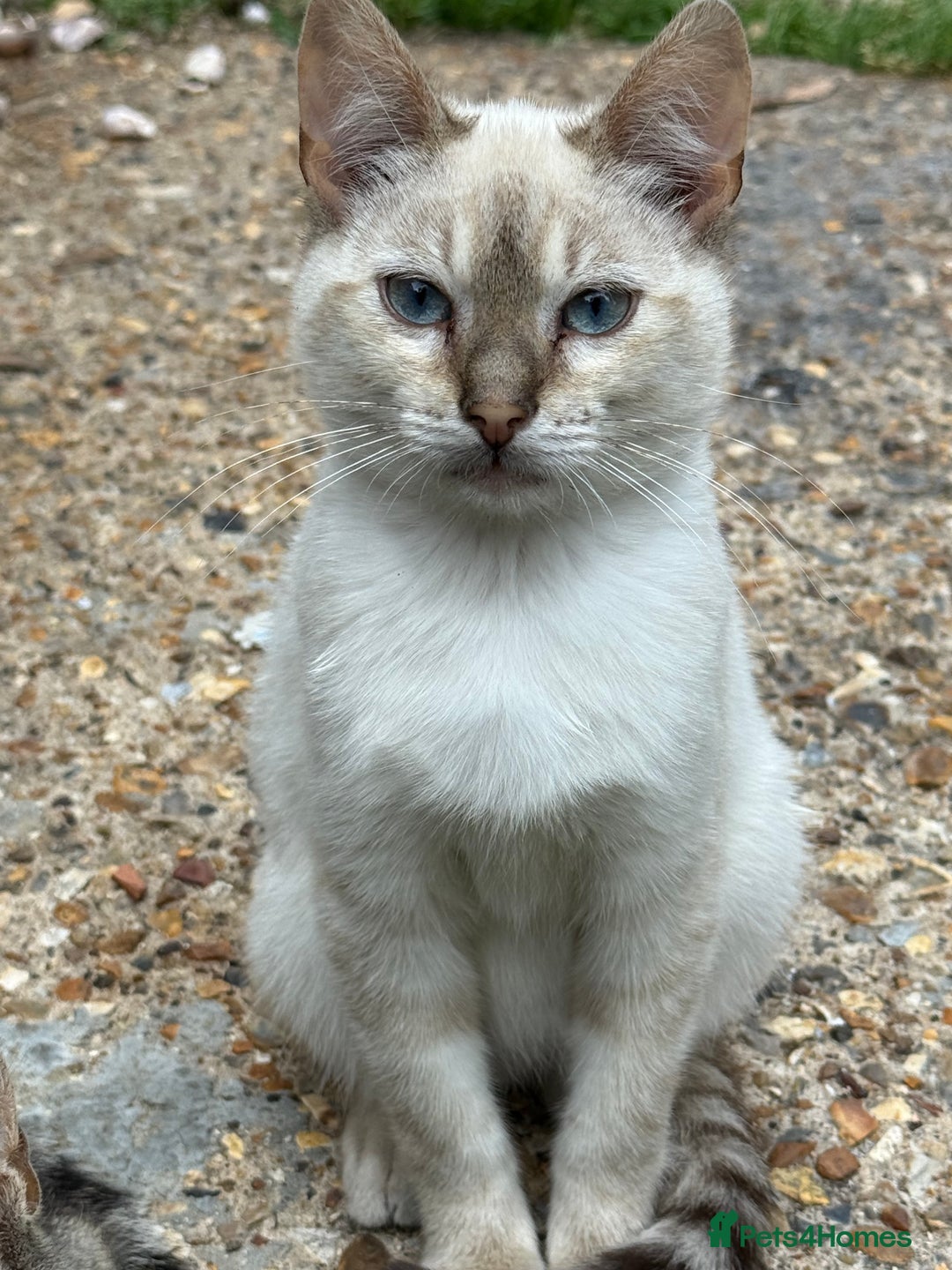 Bengal cats for sale: Snow Bengal lynx - Image 3