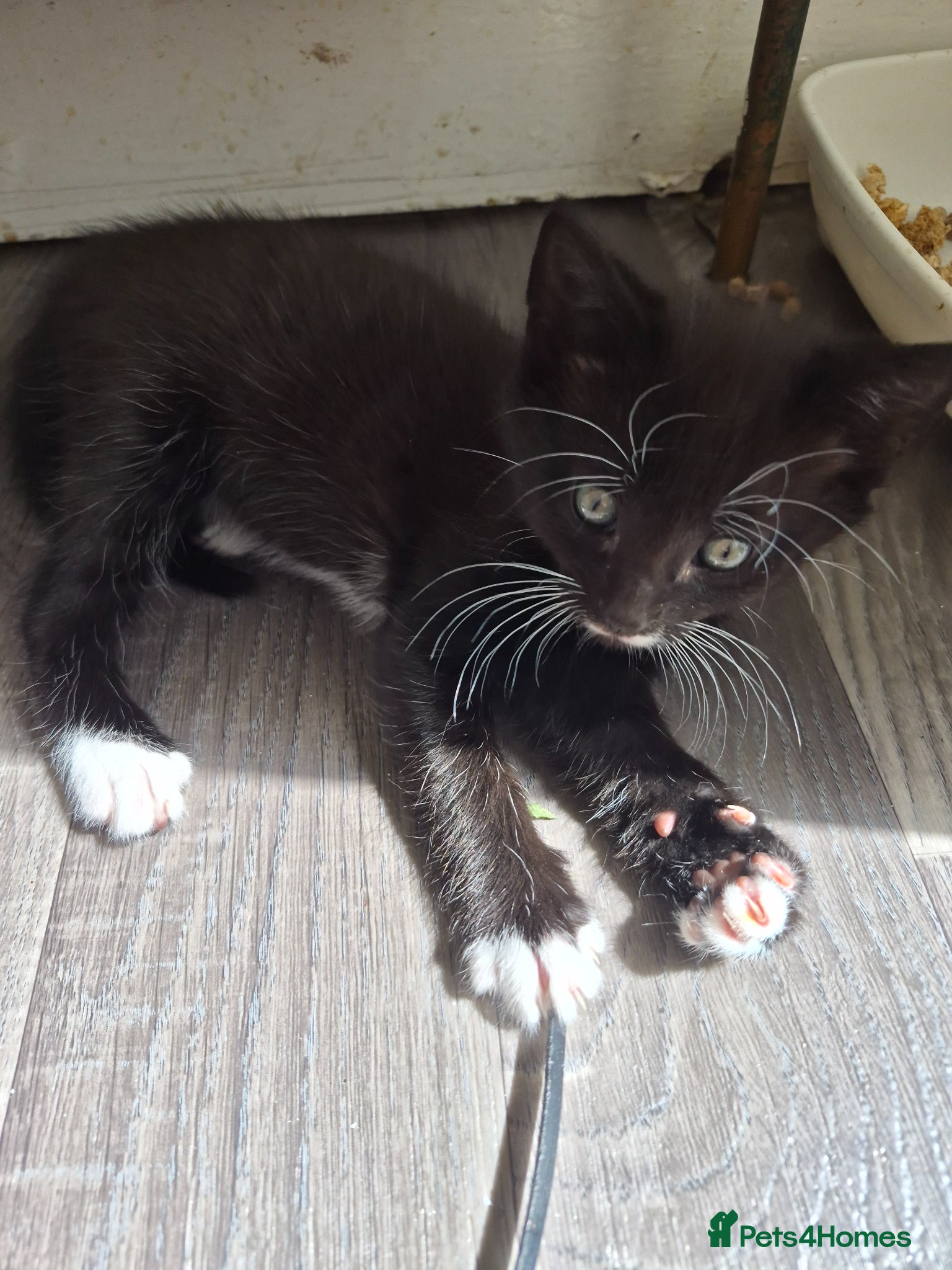Mixed Breed cats  male kittens - Advert 2