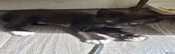 Mixed Breed cats for sale:  male kittens in Dumbarton - Advert 1