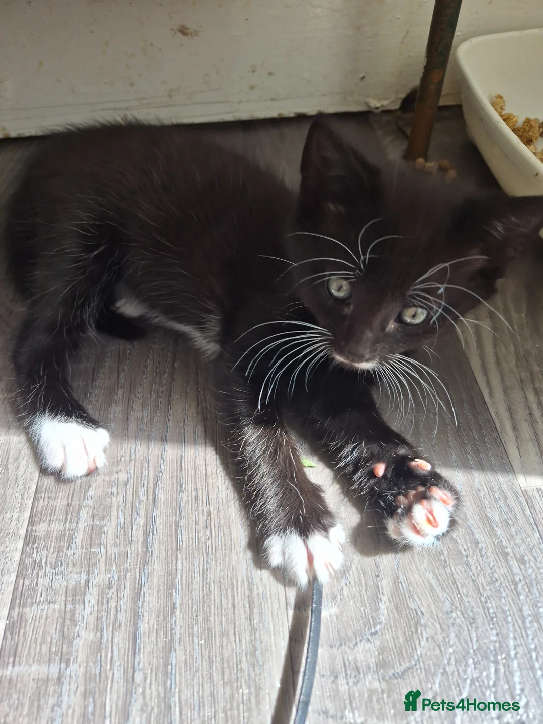 Mixed Breed cats for sale:  male kittens in Dumbarton - Advert 1