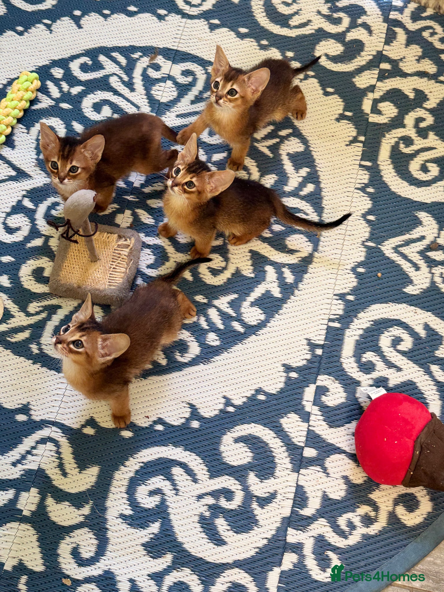 Abyssinian cats Pedigree abbysinian kittens - Advert 1