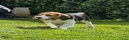 Beagle dogs for sale: Stunning Male Blanket Tri Beagle Puppy - Ready Now - Advert 11