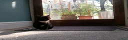Mixed Breed cats for sale: Kittens for sale - Advert 5