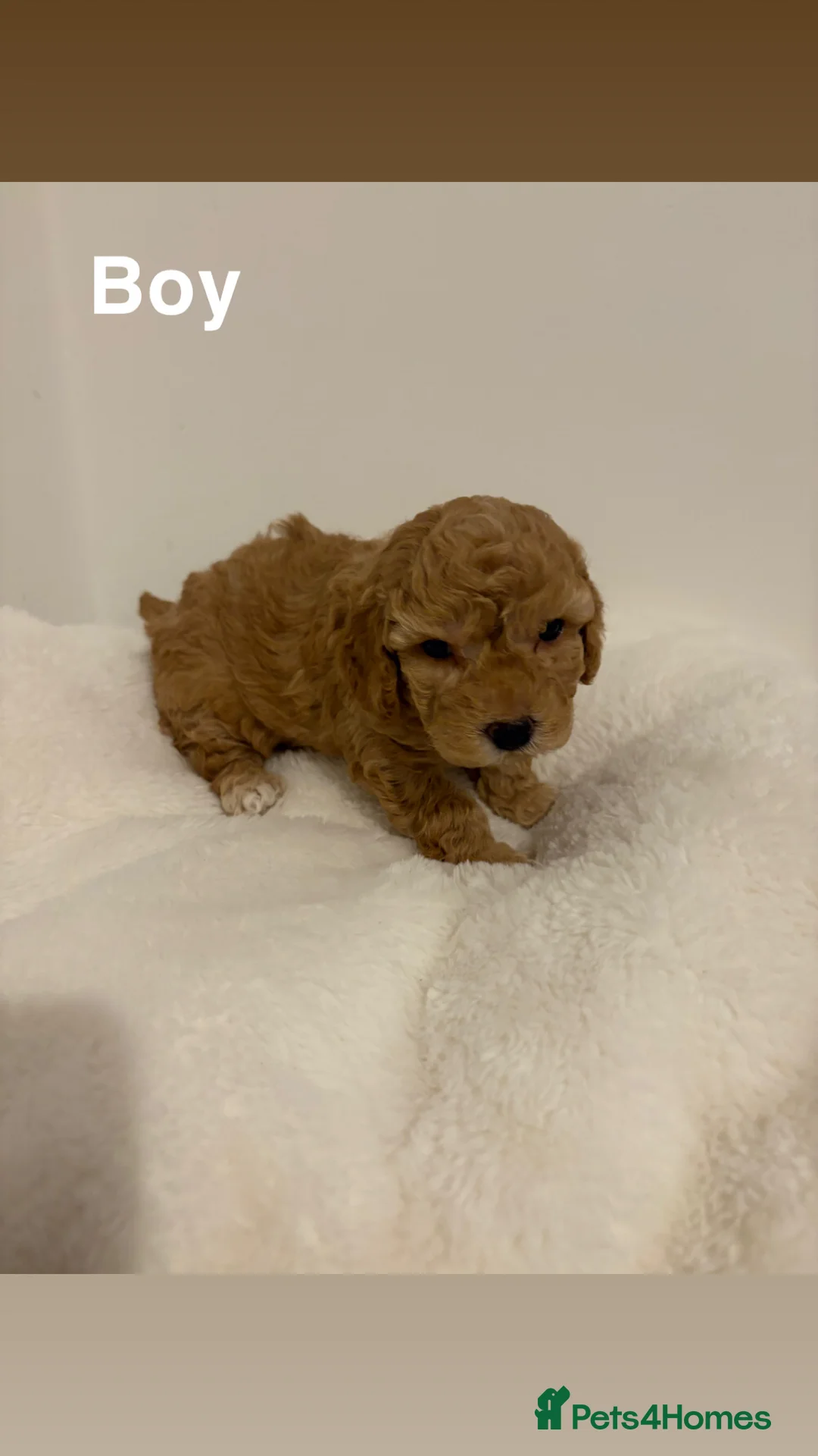 Toy Poodle dogs for sale: 5 cute curly red and apricot toy poodle puppies  - Advert 2