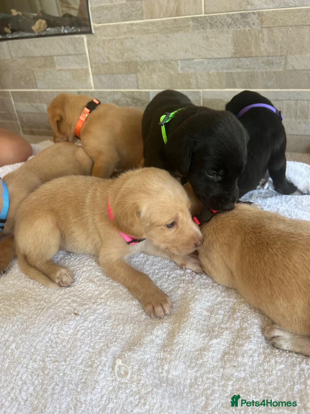 Mixed Breed dogs for sale: Fox red Labrador  - Advert 2