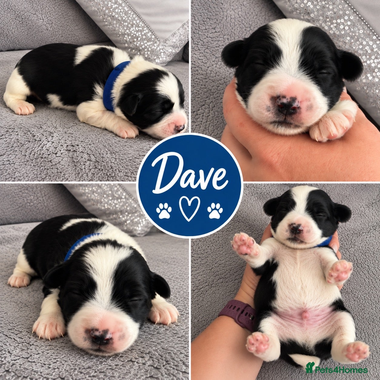 Miniature Schnauzer dogs 🐾 KC Registered Miniature Schnauzer Puppies - Advert 2