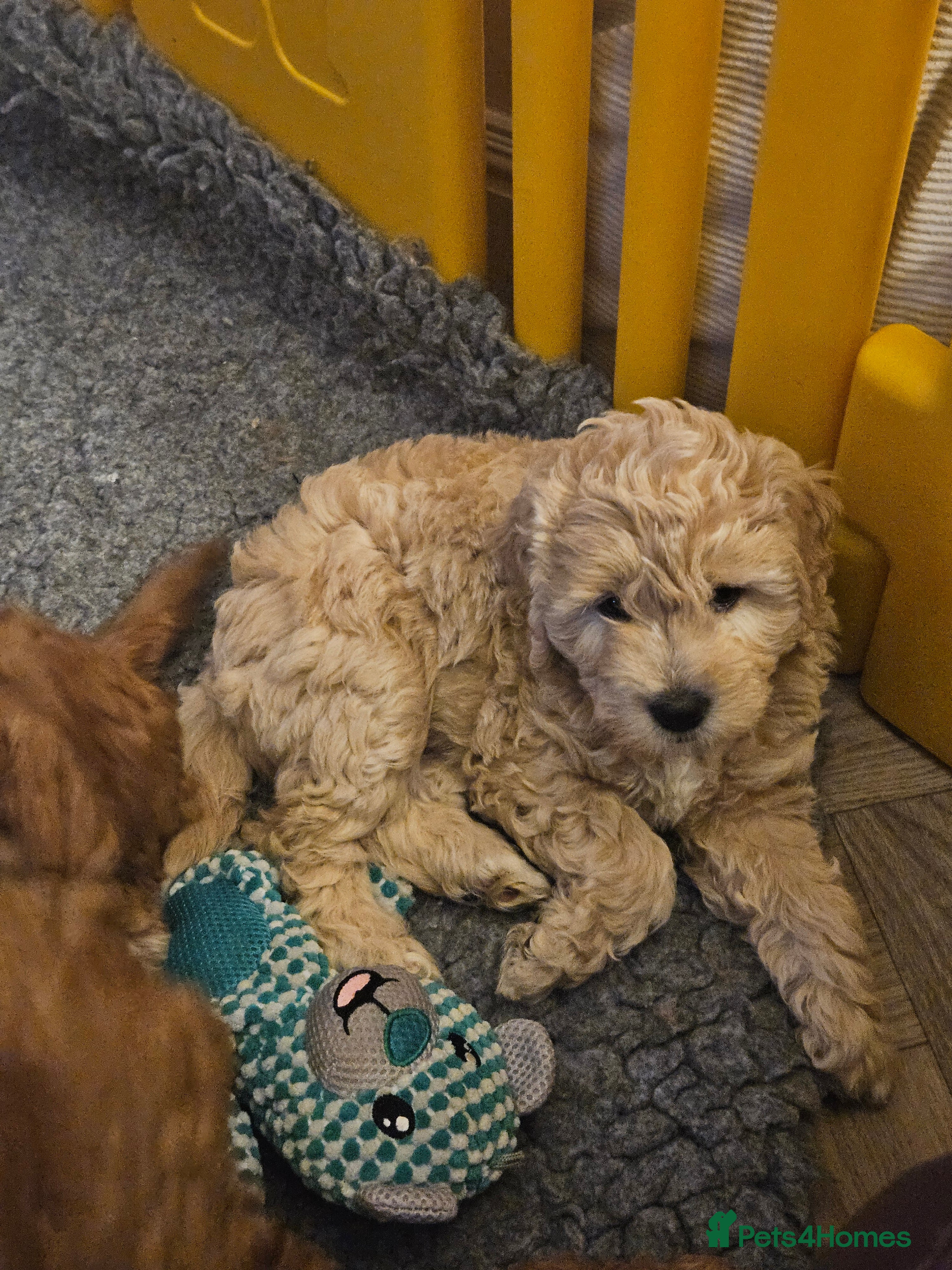 Mini Goldendoodle dogs Gorgeous family Raised Mini F1b Goldendoodles - Advert 11