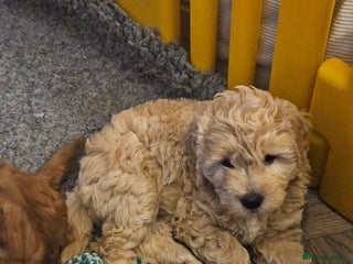 Mini Goldendoodle dogs Gorgeous family Raised Mini F1b Goldendoodles - Advert 11