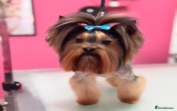 Yorkshire Terrier dogs for stud: Beautiful Yorkshire terrier  in Hornchurch - Image 2