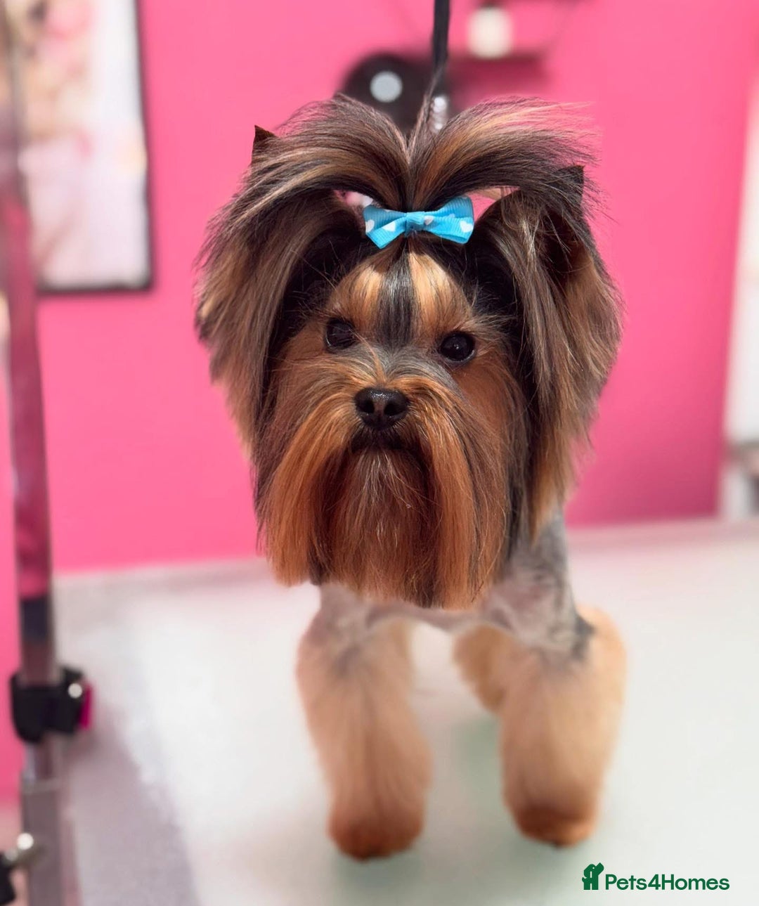 Yorkshire Terrier dogs for stud: Beautiful Yorkshire terrier  in Hornchurch - Image 2