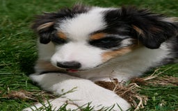 Miniature American Shepherd dogs for sale: Miniature American Shepherd - Image 5