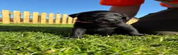 Labrador Retriever dogs for sale: Black labrador puppies KC registered. in Berwick-upon-Tweed - Advert 11