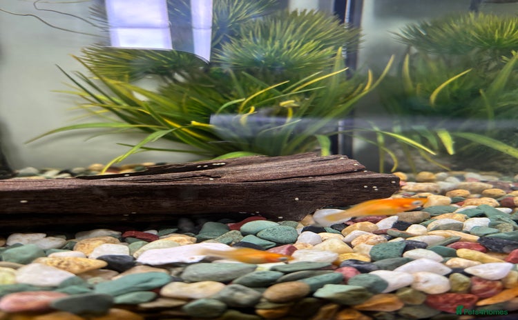 Platies fish - Advert 1