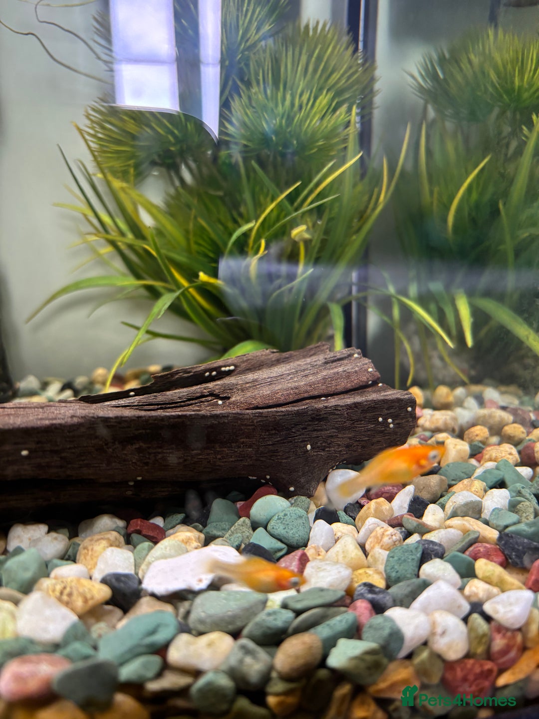 Platies fish for sale: 4 Red Tuxedo Platy Fry - Image 1