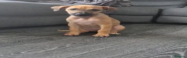 Lurcher 1
