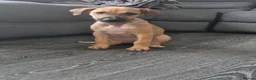 Lurcher dogs for sale: Lurcher pup  - Advert 4