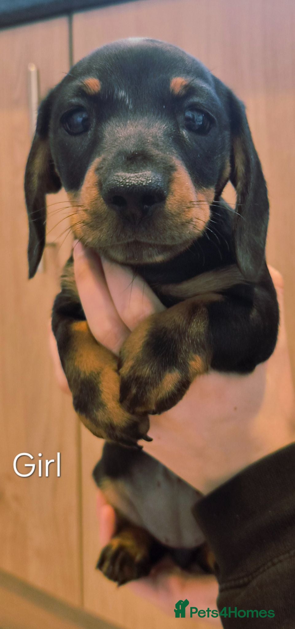 Dachshund dogs 5 Beautiful Dachshund Pups - Advert 1