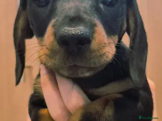 Dachshund dogs 5 Beautiful Dachshund Pups - Advert 1