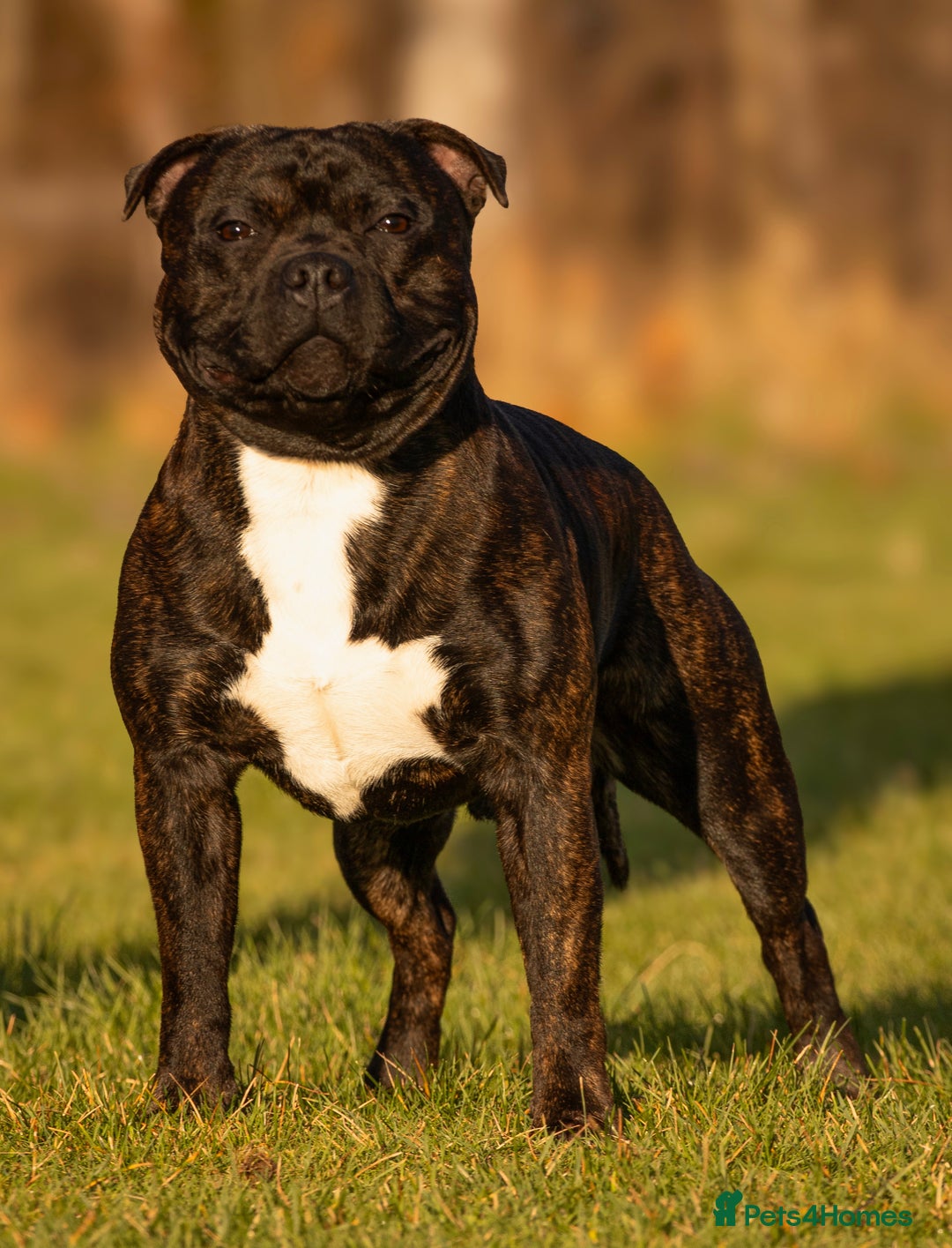 Staffordshire Bull Terrier dogs for stud: 🥨 Top Quality SBT Stud  - Advert 2