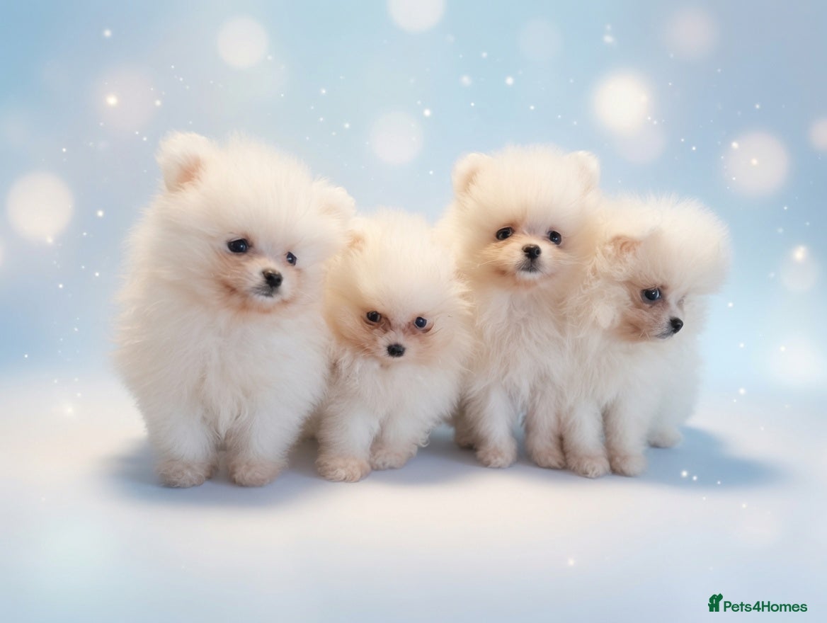Pomeranian dogs Amazing Pomeranian XXS Puppy pure White colour - Advert 1