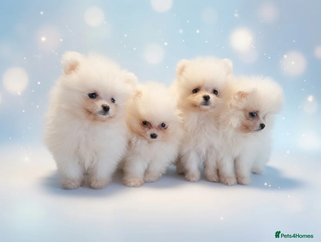 Pomeranian dogs for sale: Amazing Pomeranian  **  Puppy pure White colour in Salford - Advert 1