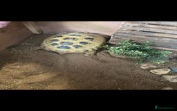 Tortoise reptiles for sale: 9yr old tortoise and table  - Image 2