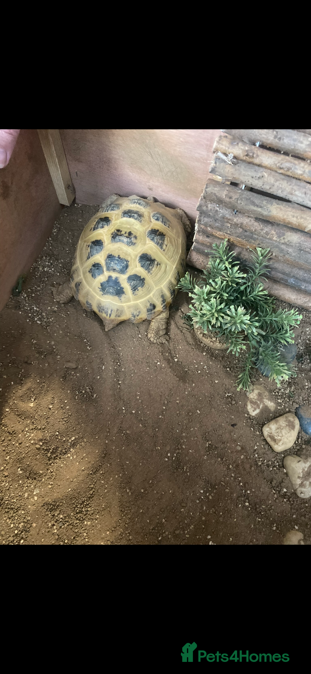 Tortoise reptiles for sale: 9yr old tortoise and table  - Image 2
