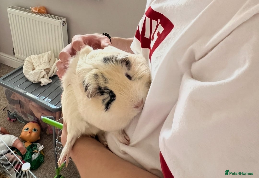 Guinea Pig rodents for sale: 2 male guinea pigs  - Image 1