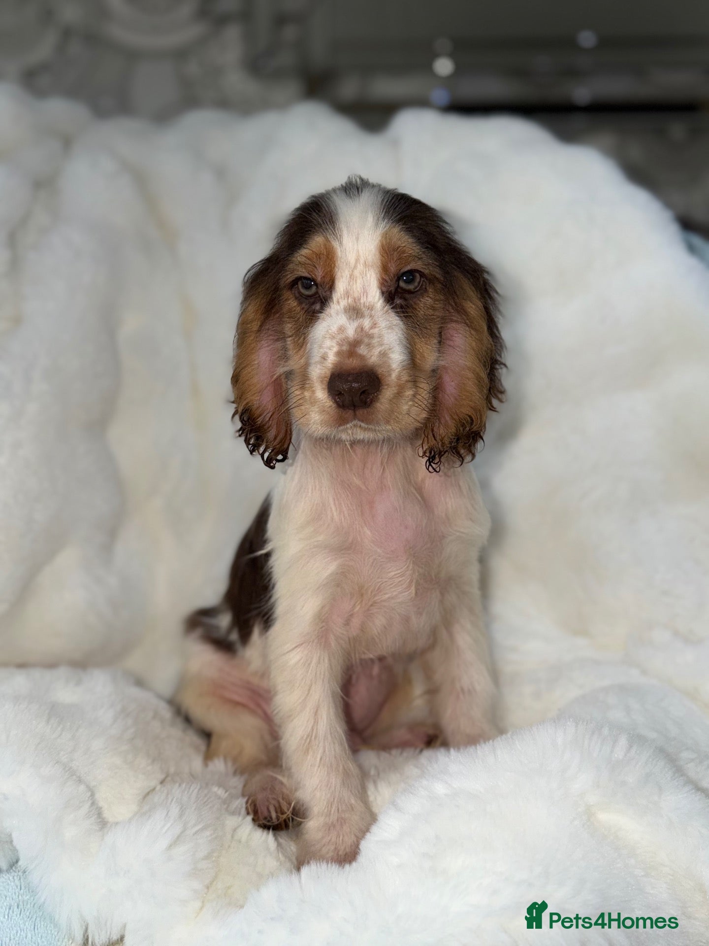 Cocker Spaniel dogs Show cocker spaniel boy puppies - Advert 9