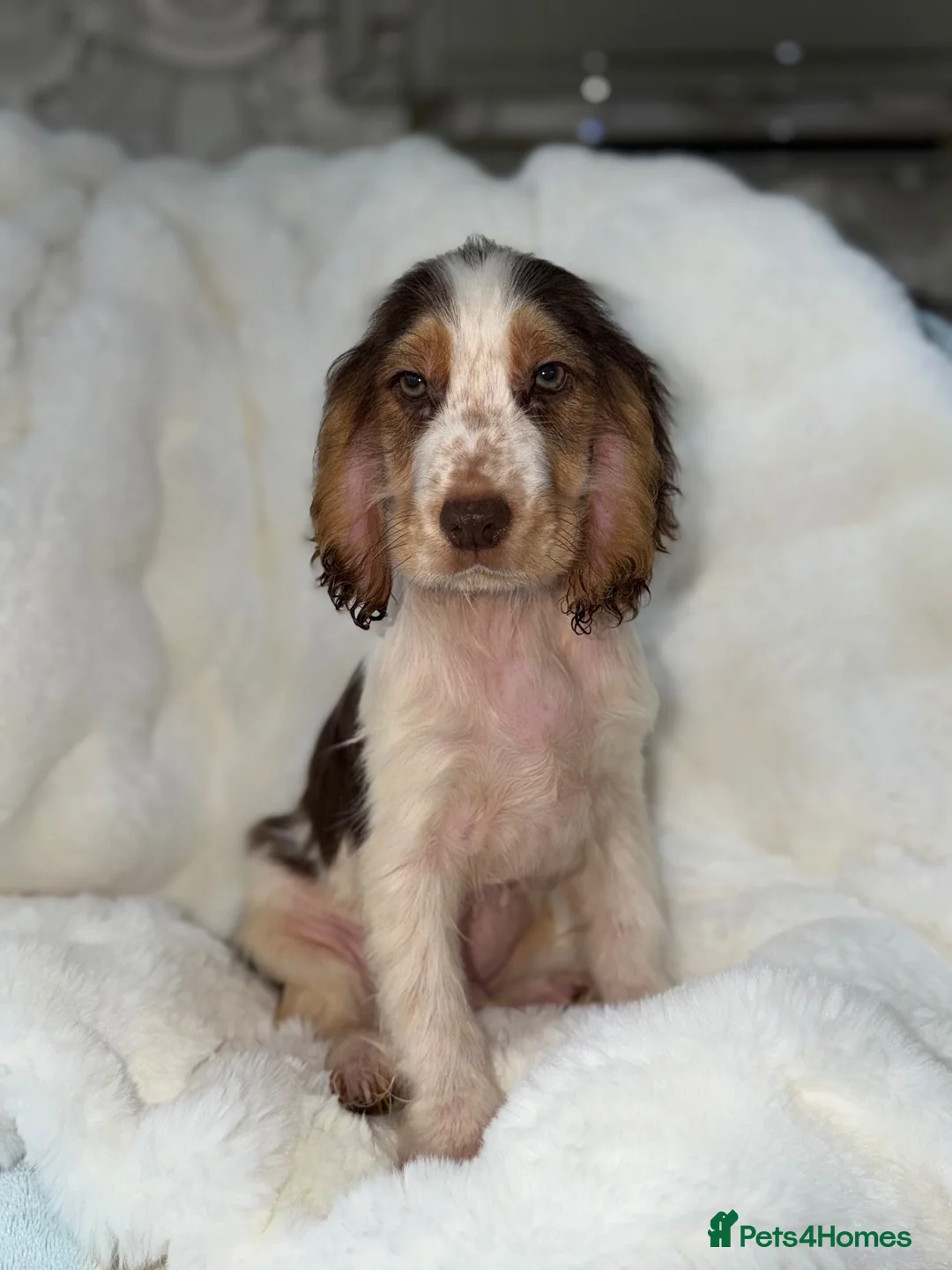 Cocker Spaniel dogs for sale: Show cocker spaniel boy puppies - Advert 2