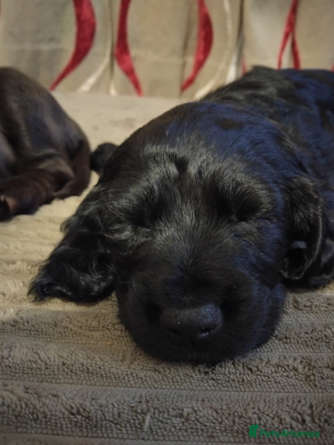 Cocker Spaniel dogs for sale: KC Registered Working Cocker Spaniel  - Advert 22