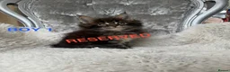 Maine Coon cats for sale: ONLY 2 LEFT SHOW QUALITY MAINE COON KITTENS - Advert 23