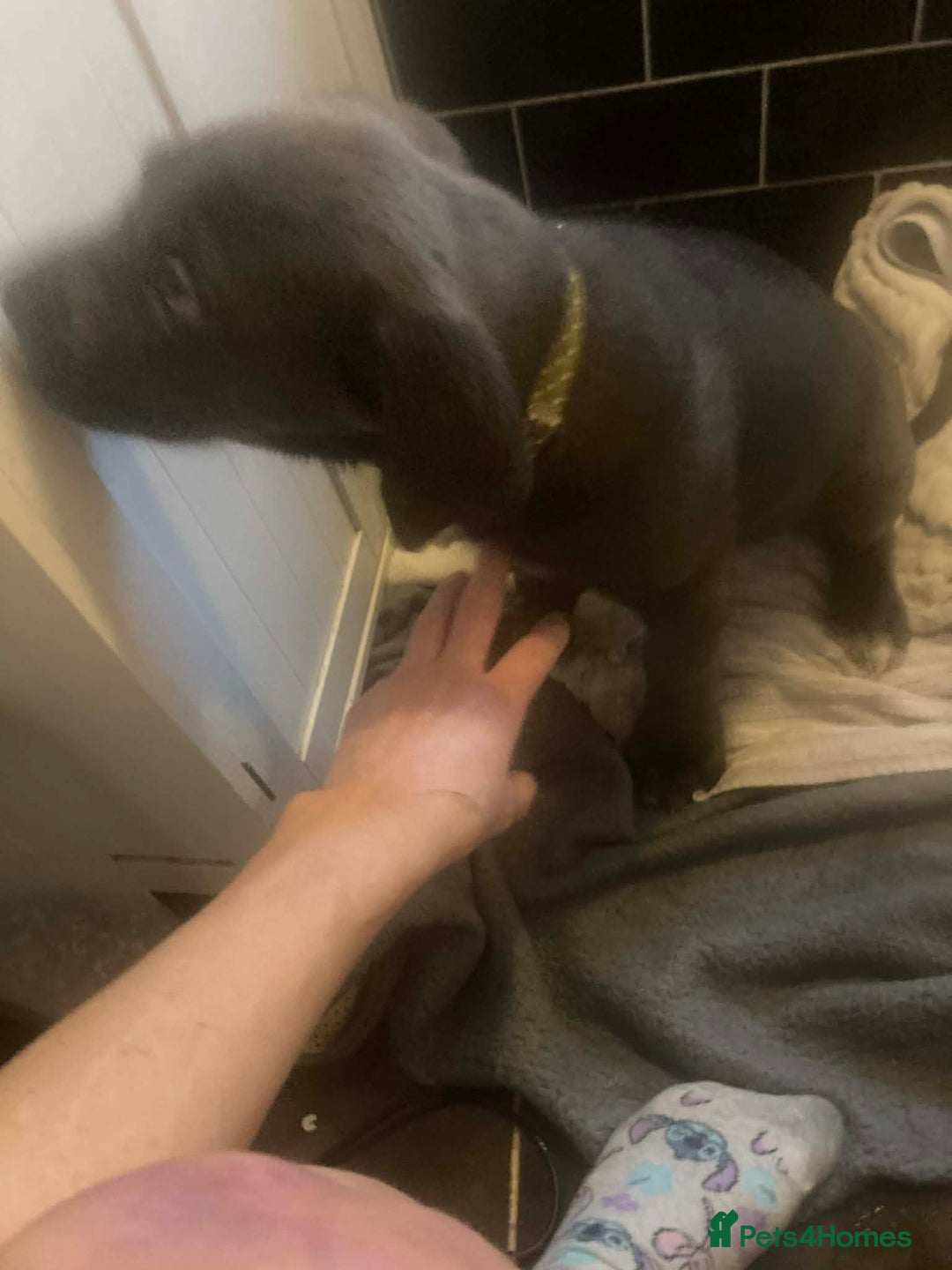 Cane Corso dogs for sale: Big furry floofballs - Advert 19