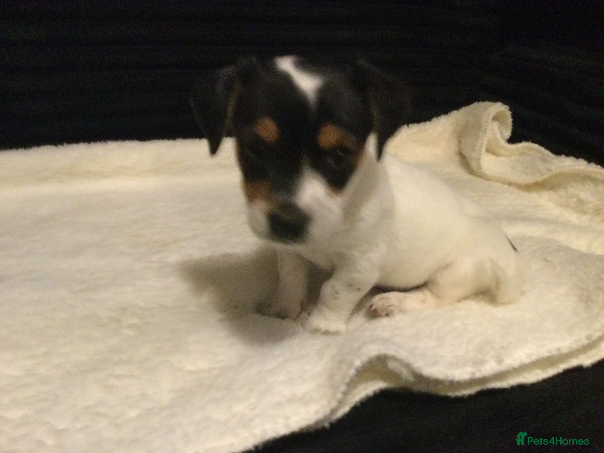 Mixed Breed dogs super tiny terier x pups  - Advert 5