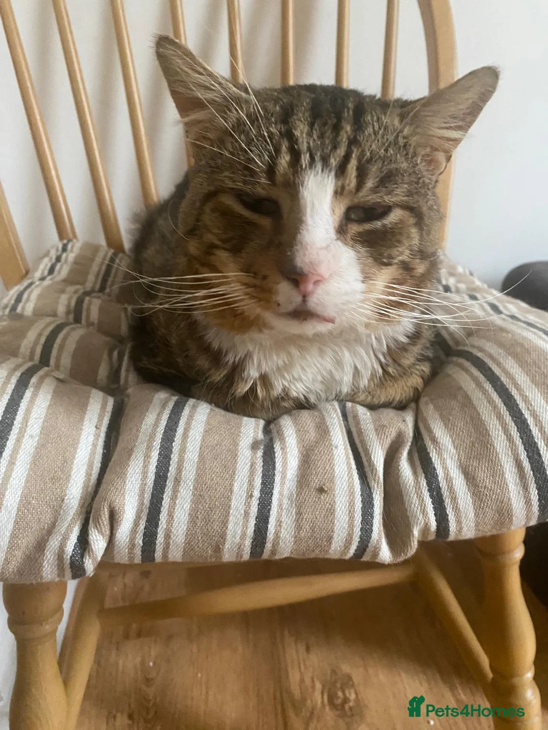 Mixed Breed cats for adoption: Rescue cat Astro looking for a home - Advert 2