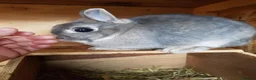Netherland Dwarf rabbits for sale: Netherland Dwarfs - Advert 5