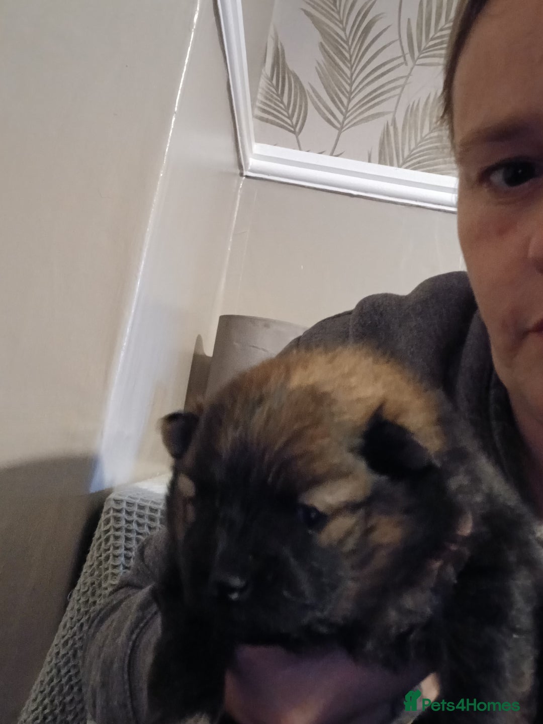 Pomeranian dogs for sale: Pomerian pups  - Image 20
