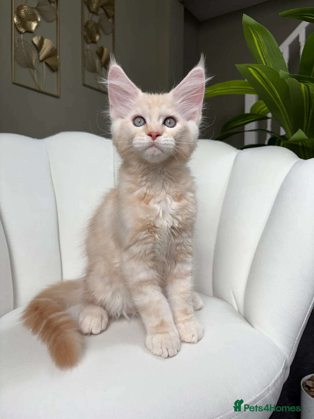 Maine Coon cats for sale: Stunning Ginger Maine Coon Kittens 🔥 - Advert 1