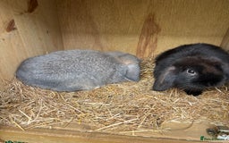 Mini Lop rabbits for sale: 2 Mini lop  - Image 1