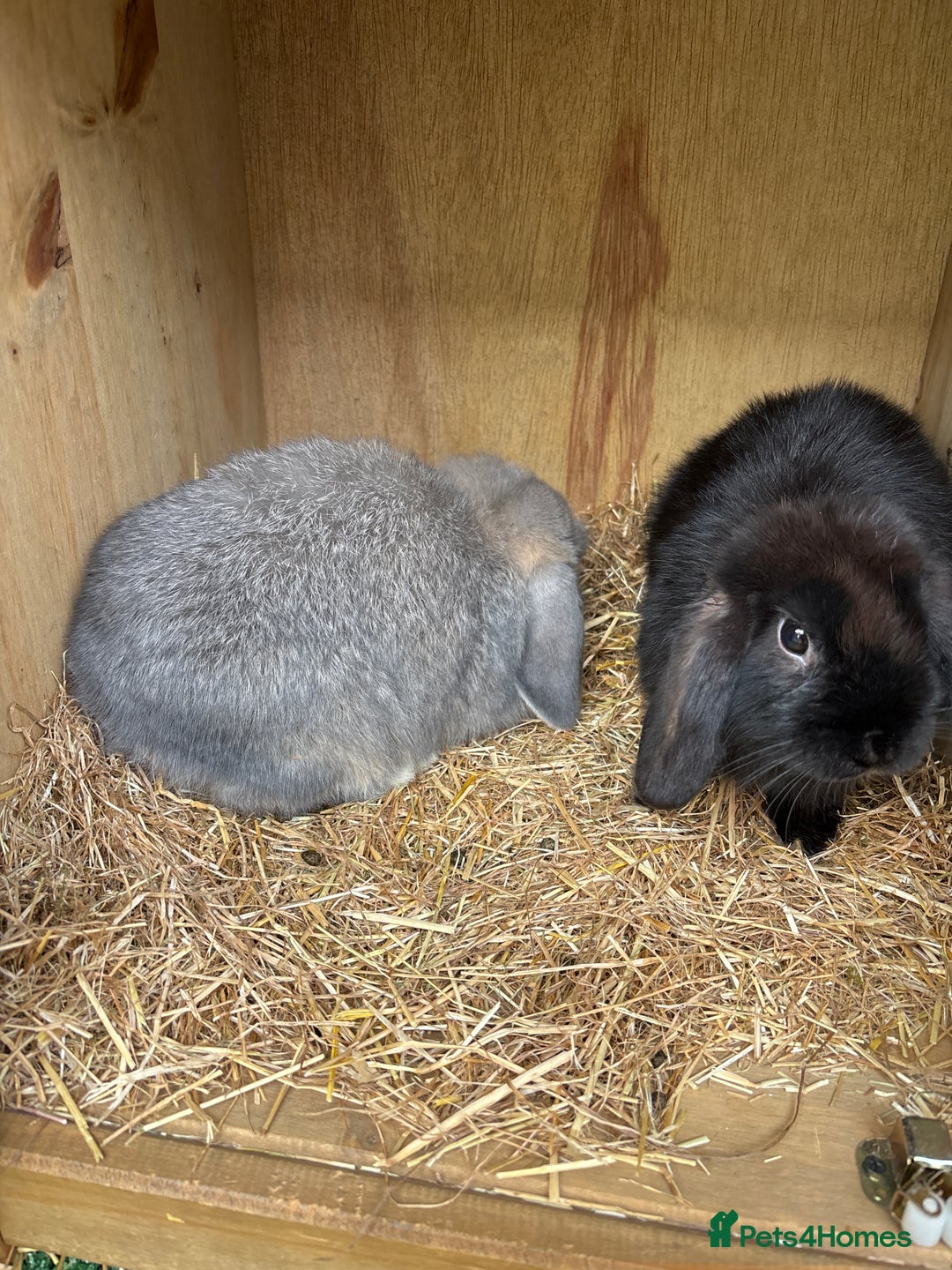 Mini Lop rabbits for sale: 2 Mini lop  - Image 1