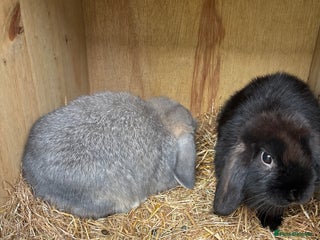 Mini Lop rabbits - Advert 22