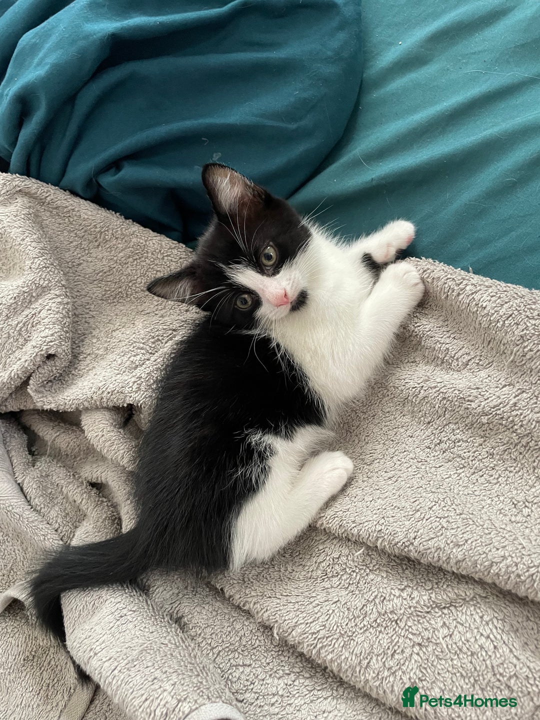 Mixed Breed cats for sale: 3 females - Image 10