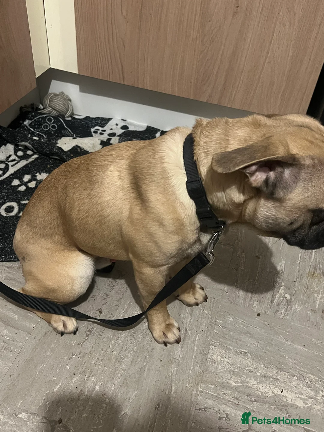 Frug dogs for sale: Dexter  - Advert 2