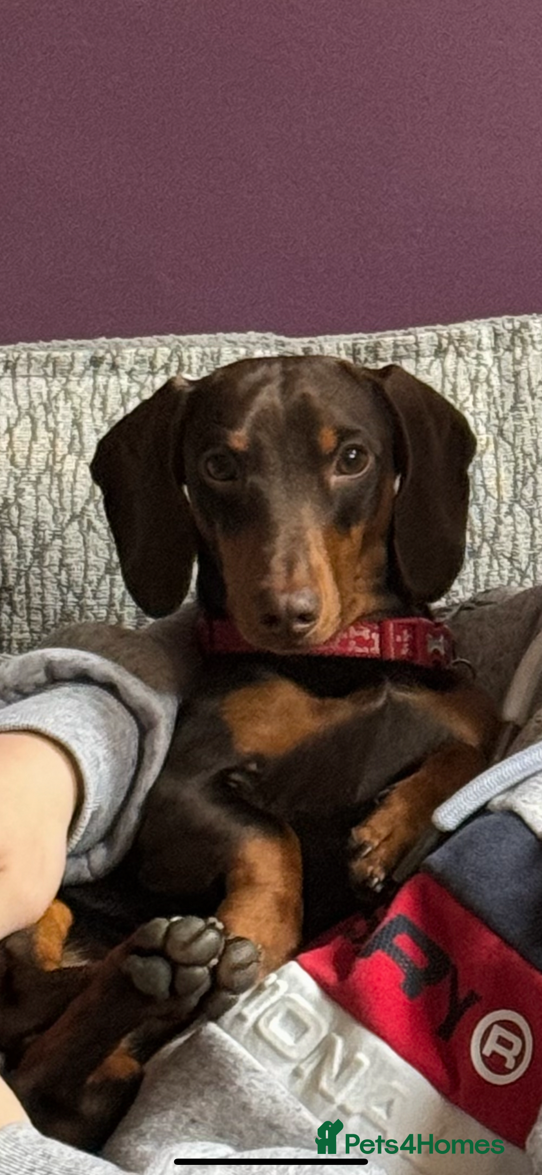 Miniature Dachshund dogs for stud: Sully, KC reg, Proven, PRA Clear, IVDD screened. in Cannock - Advert 2