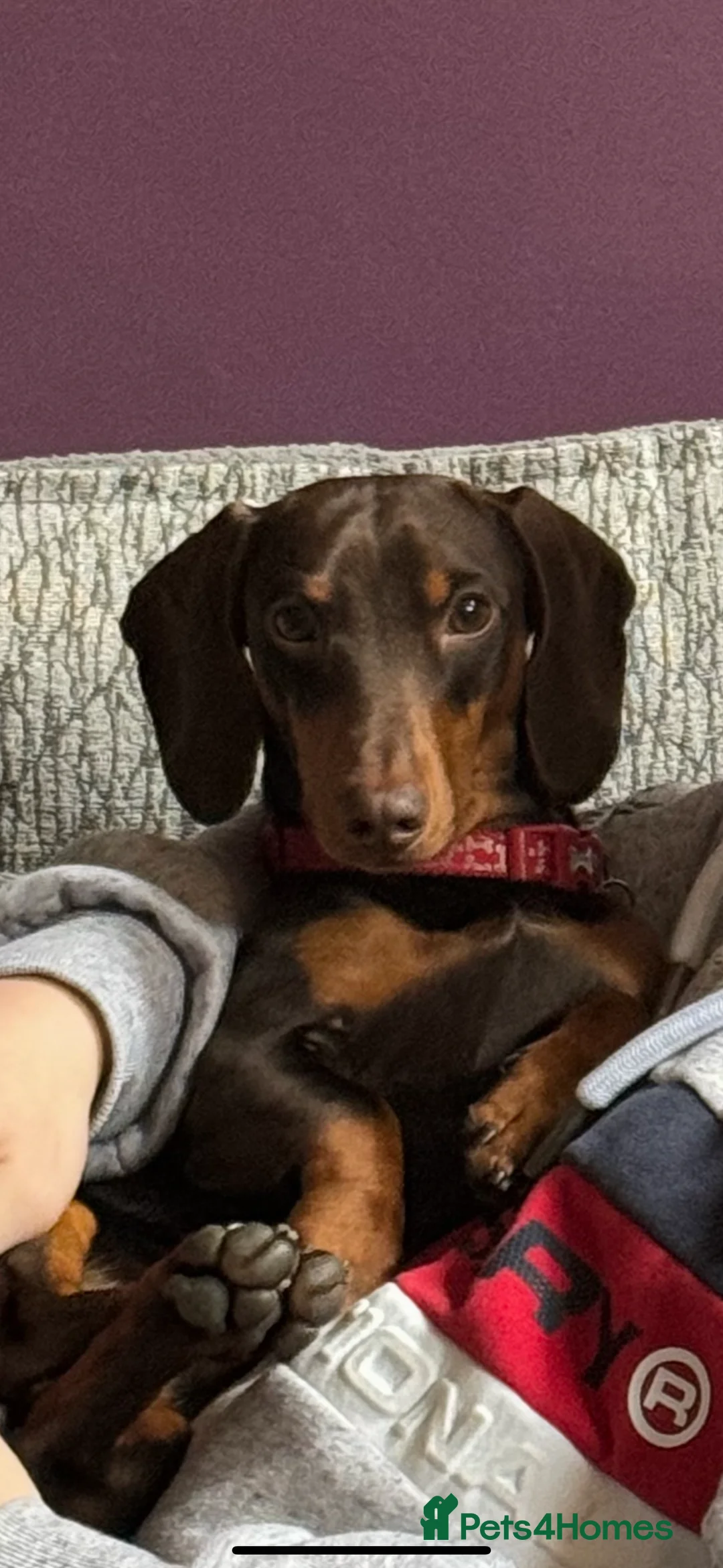 Miniature Dachshund dogs for stud: Sully, KC reg, Proven, PRA Clear, IVDD screened. in Cannock - Advert 2