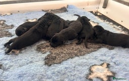 Labrador Retriever dogs for sale: Superb dual purpose health tested black Labradors  - Image 5