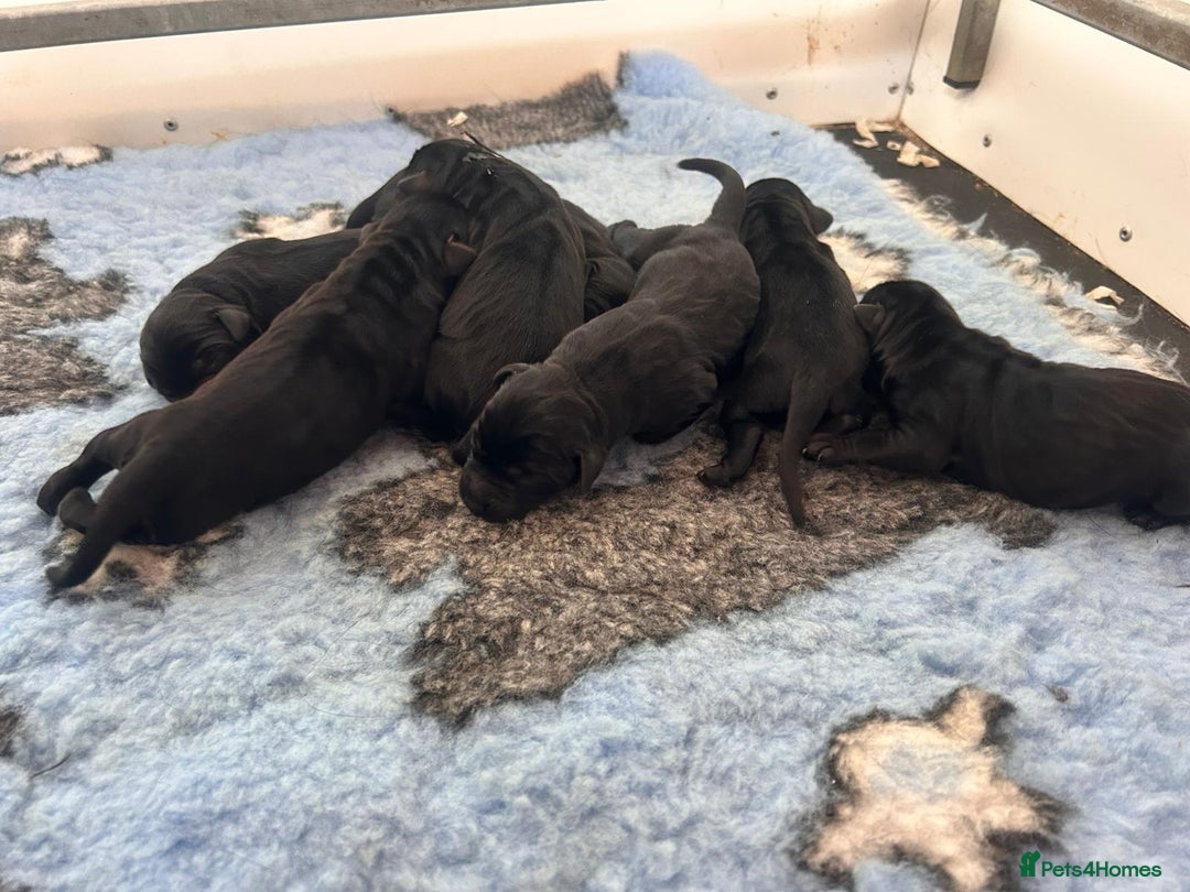 Labrador Retriever dogs for sale: Superb dual purpose health tested black Labradors  - Image 5