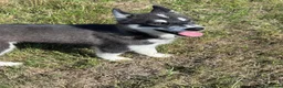 Mixed Breed dogs for sale: Socialised Husky x Malamute | Health tested 🐾 - Advert 18
