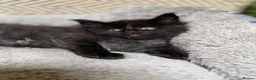 Maine Coon cats for sale: Beautiful Baby Maine Coon Kittens - Advert 26