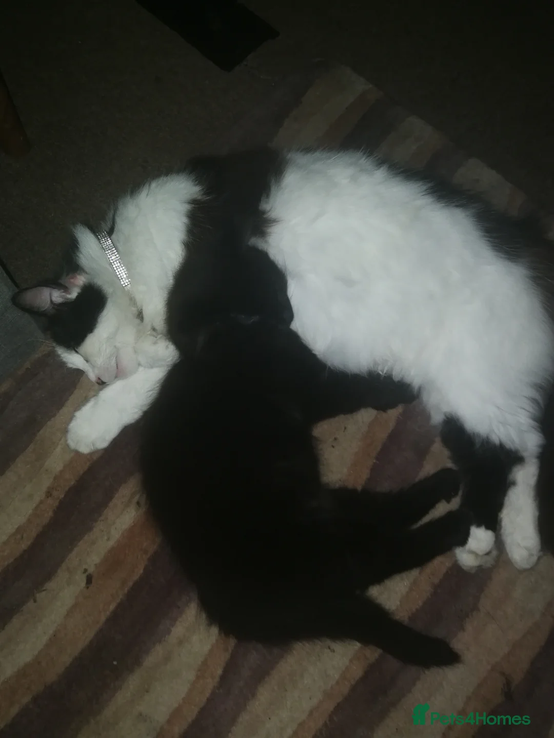 Maine Coon cats for sale: Beautiful Kitten Available  - Advert 3
